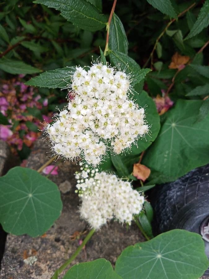 Spiraea media