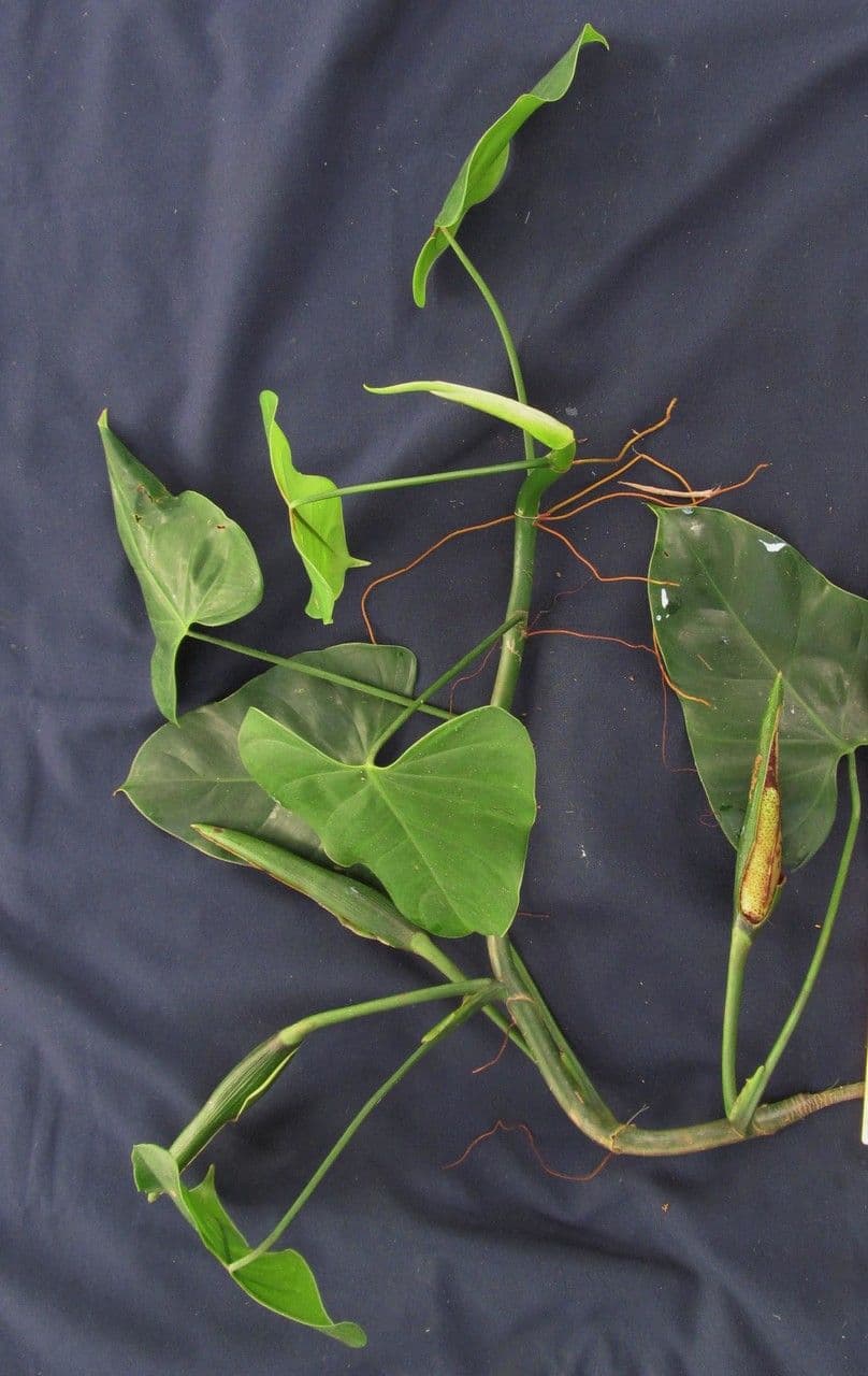 Philodendron 6
