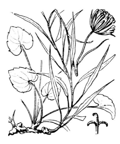 Campanula di Charmel 16