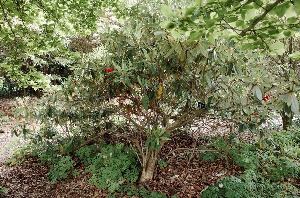 Rododendron stromovit
 14