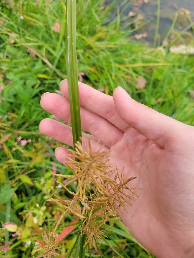 Zigolo gigante 10