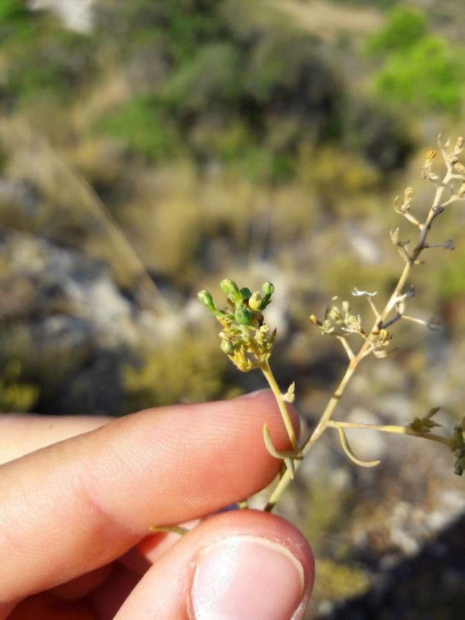 Bastard toadflax 4