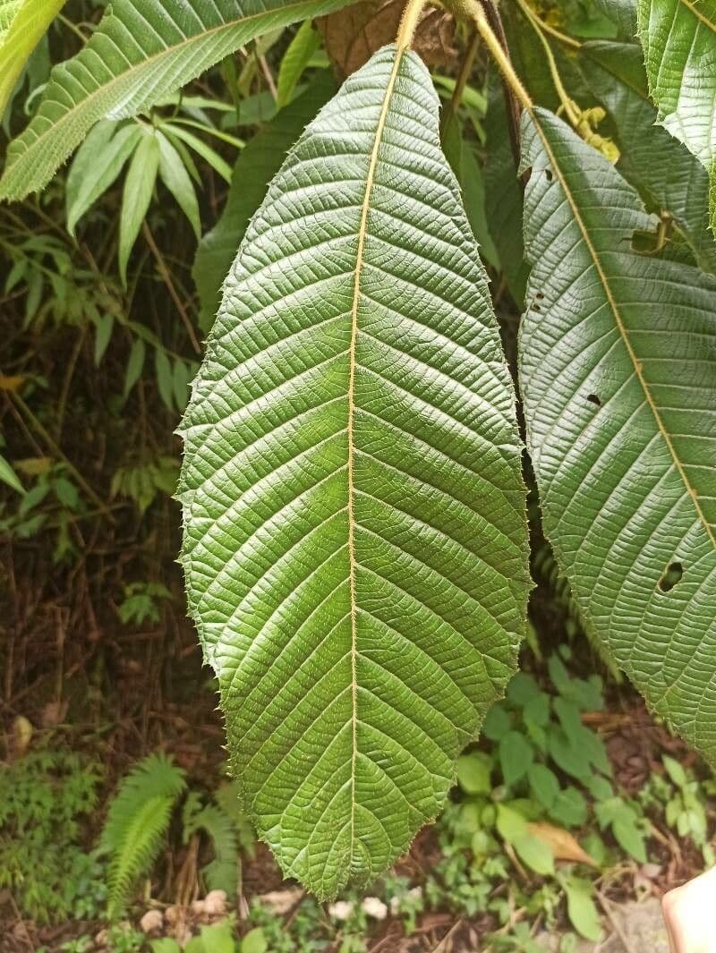 Saurauia 11