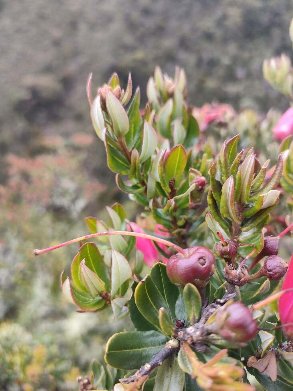 Bejaria