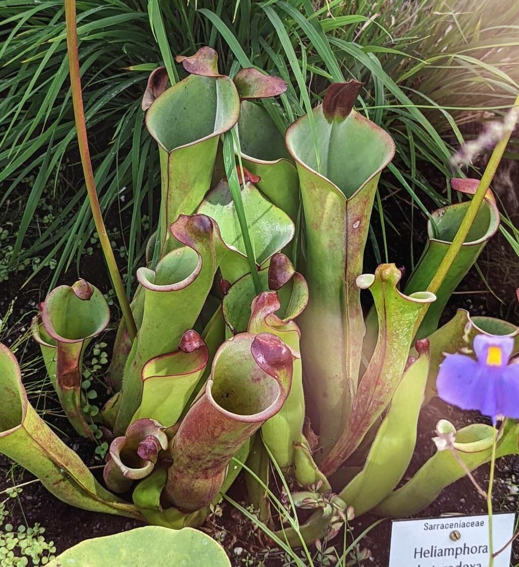 Heliamphora 6