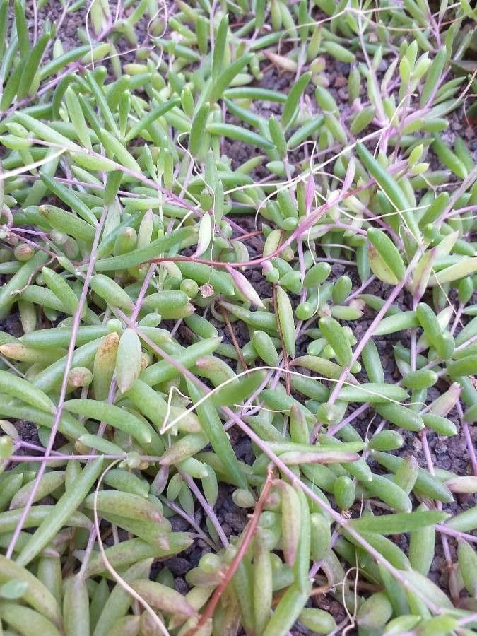 Xerophyta