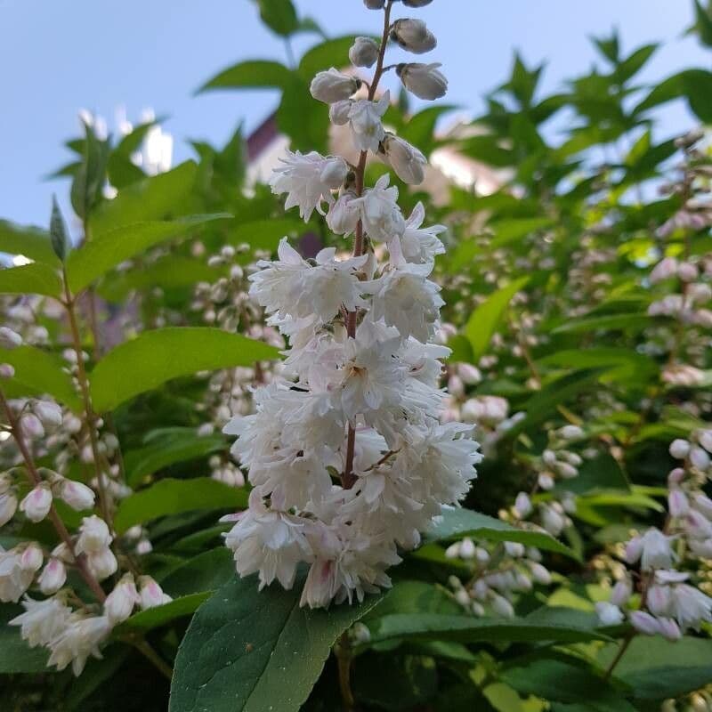 Deutzia 4