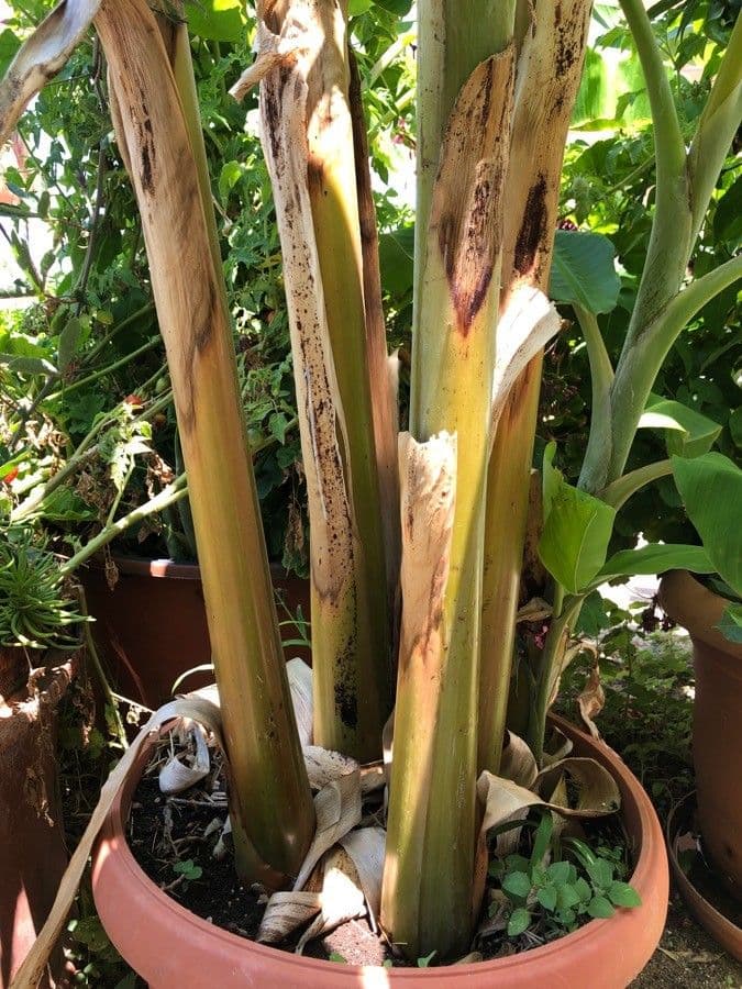 Bananovník“, “ 23