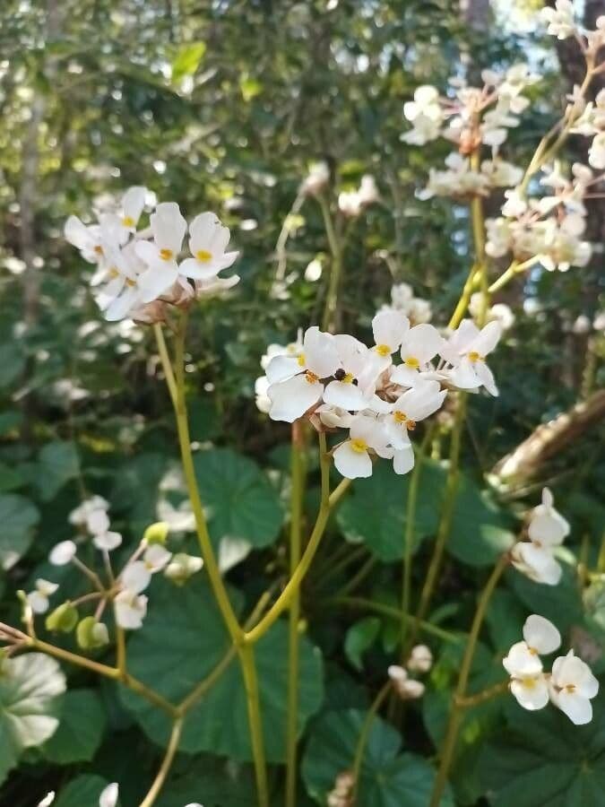 Begonia 5