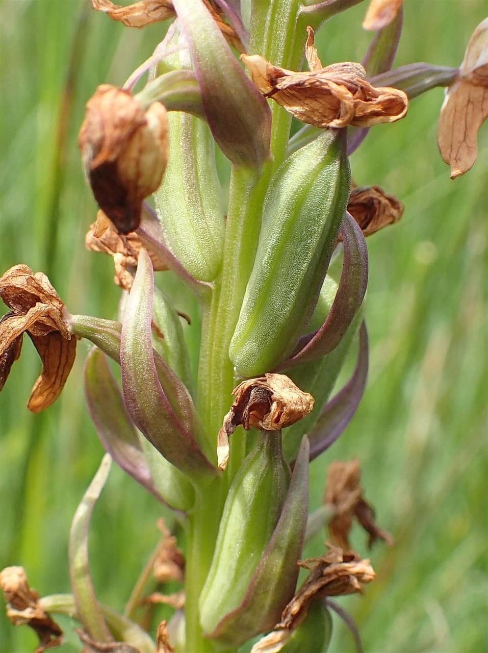 Orchis négligé 3