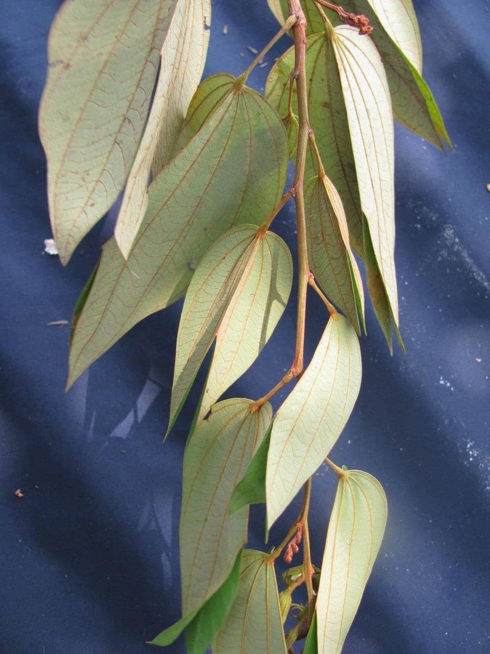 Bauhinia ungulata 16