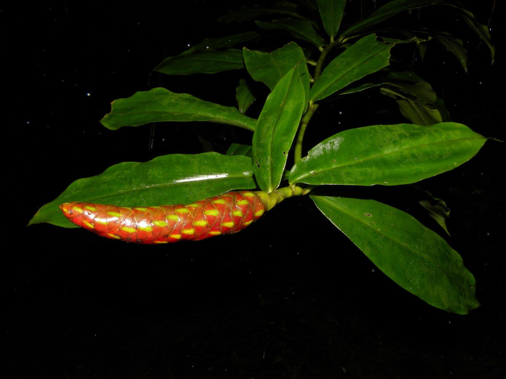 Costus scabro 8