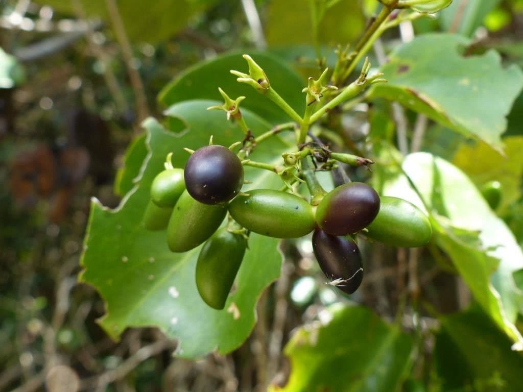 Jasmin