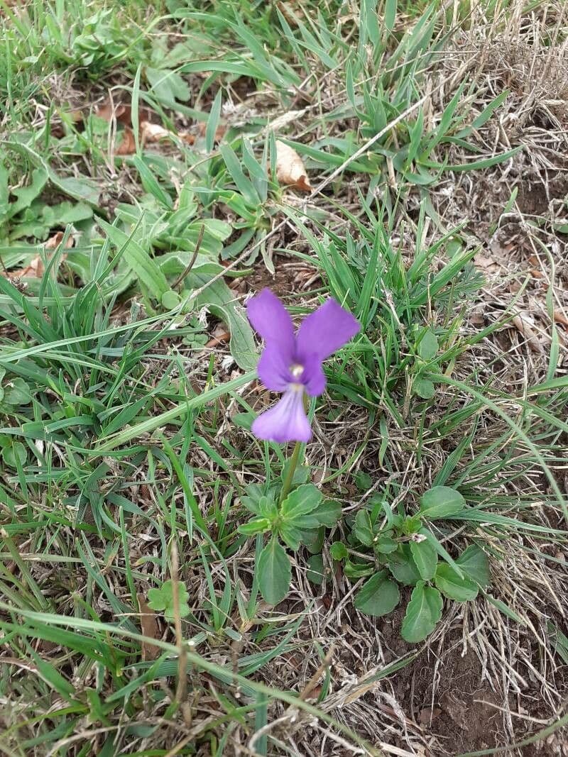 Viola bubanii 9