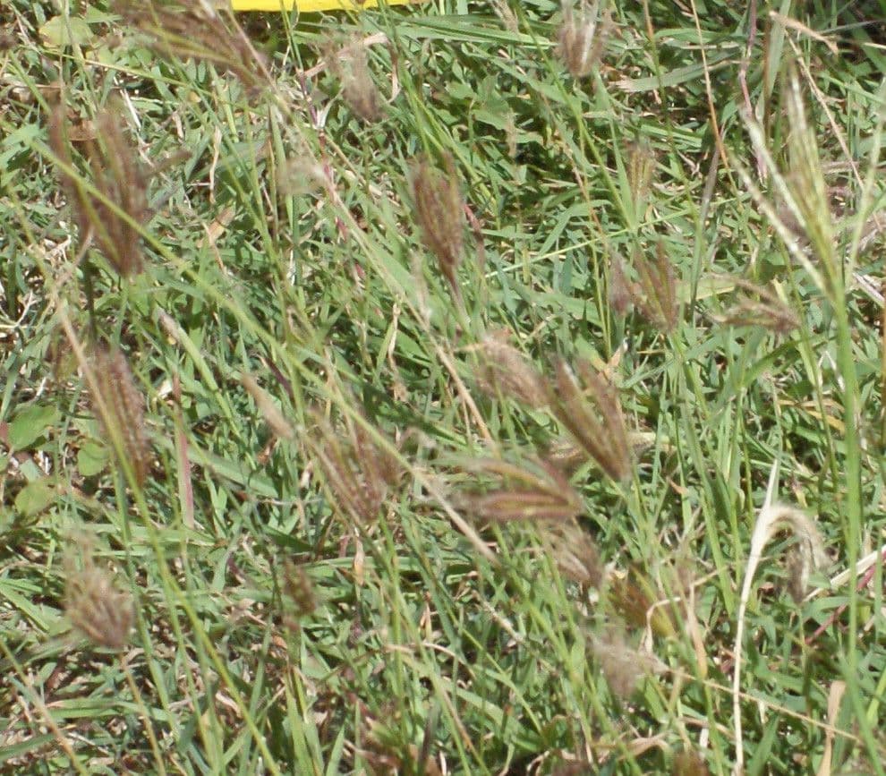 Chloris barbata 15
