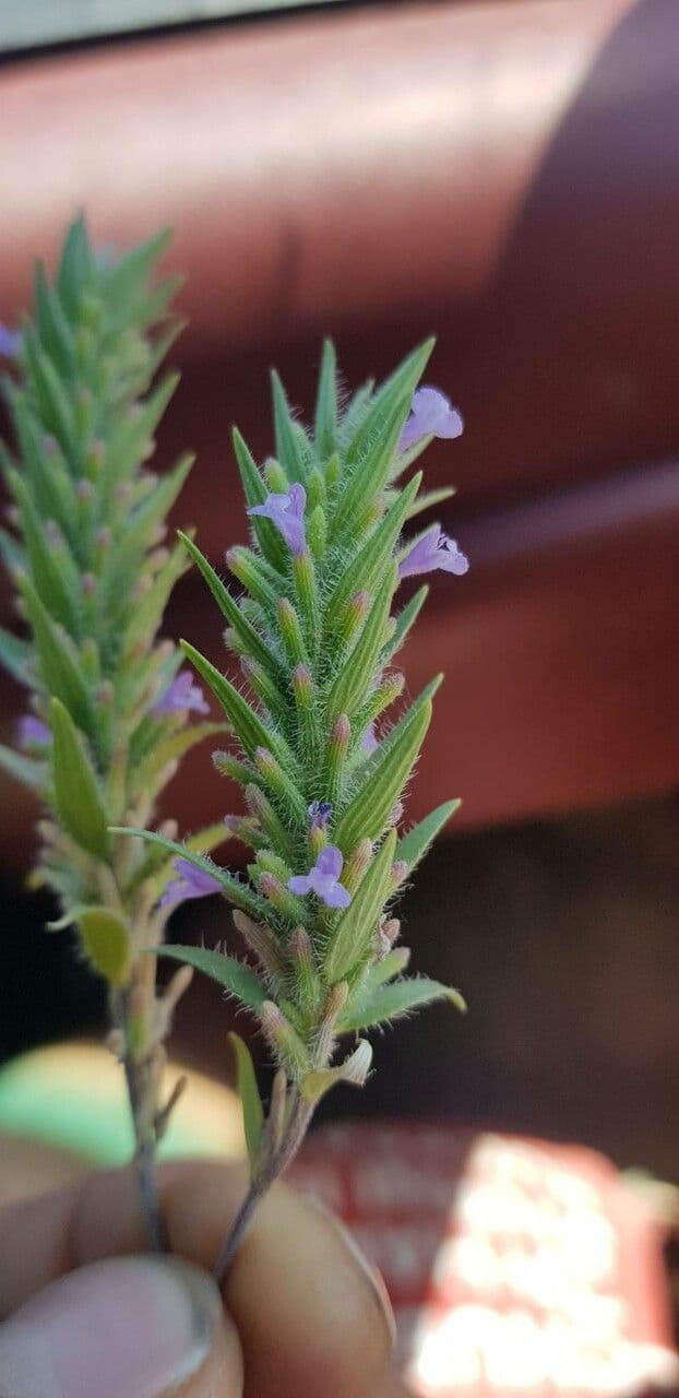 Ziziphora sottile 2