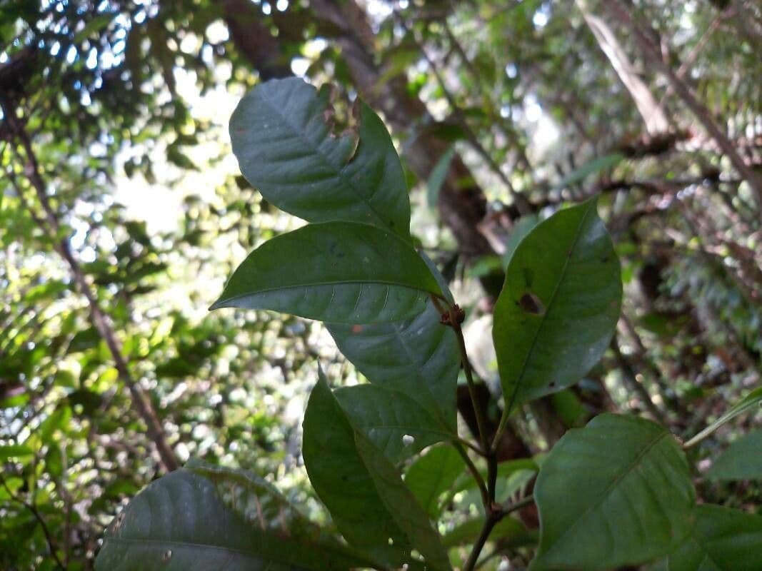 Eumachia 3