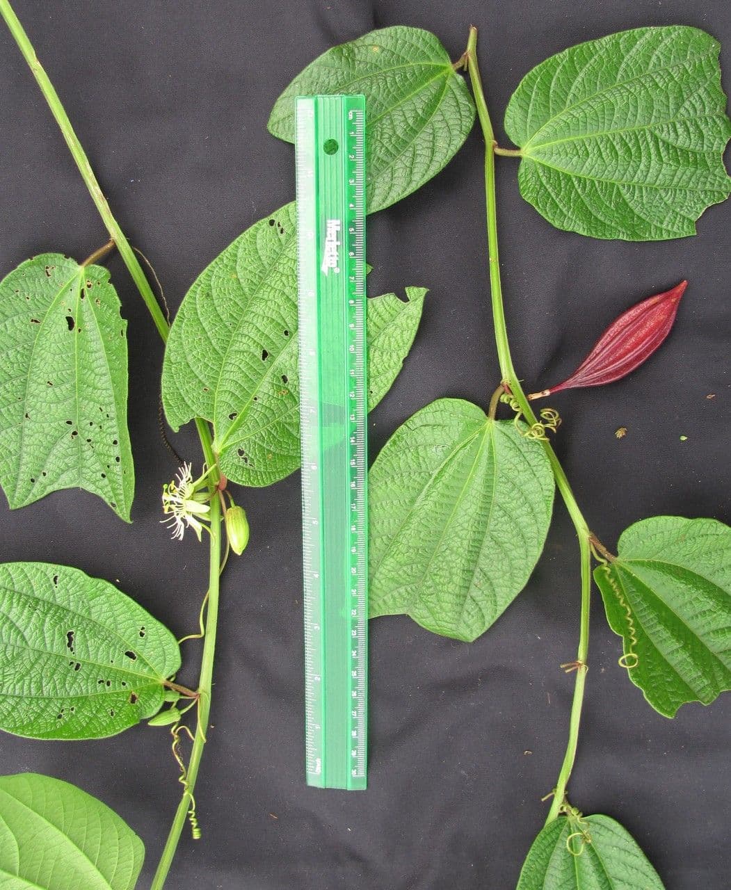 Passiflora 14