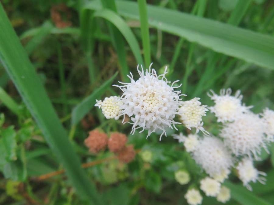 Ageratina 2