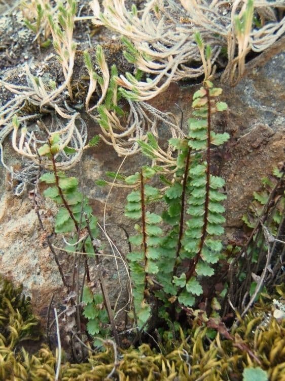 Asplenio vespertino 3