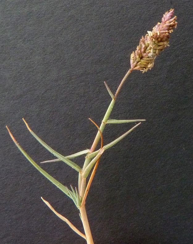 Aeluropus 12