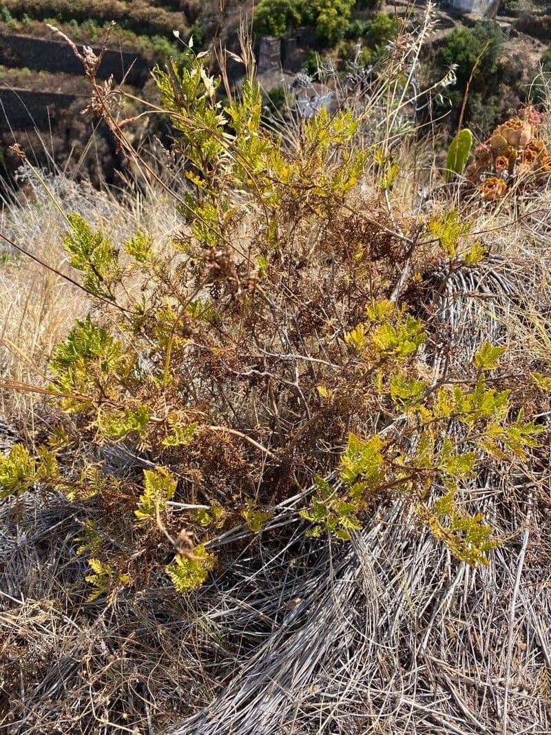 Lavanda canaria 8