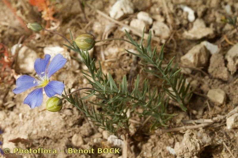 Linum leonii 12
