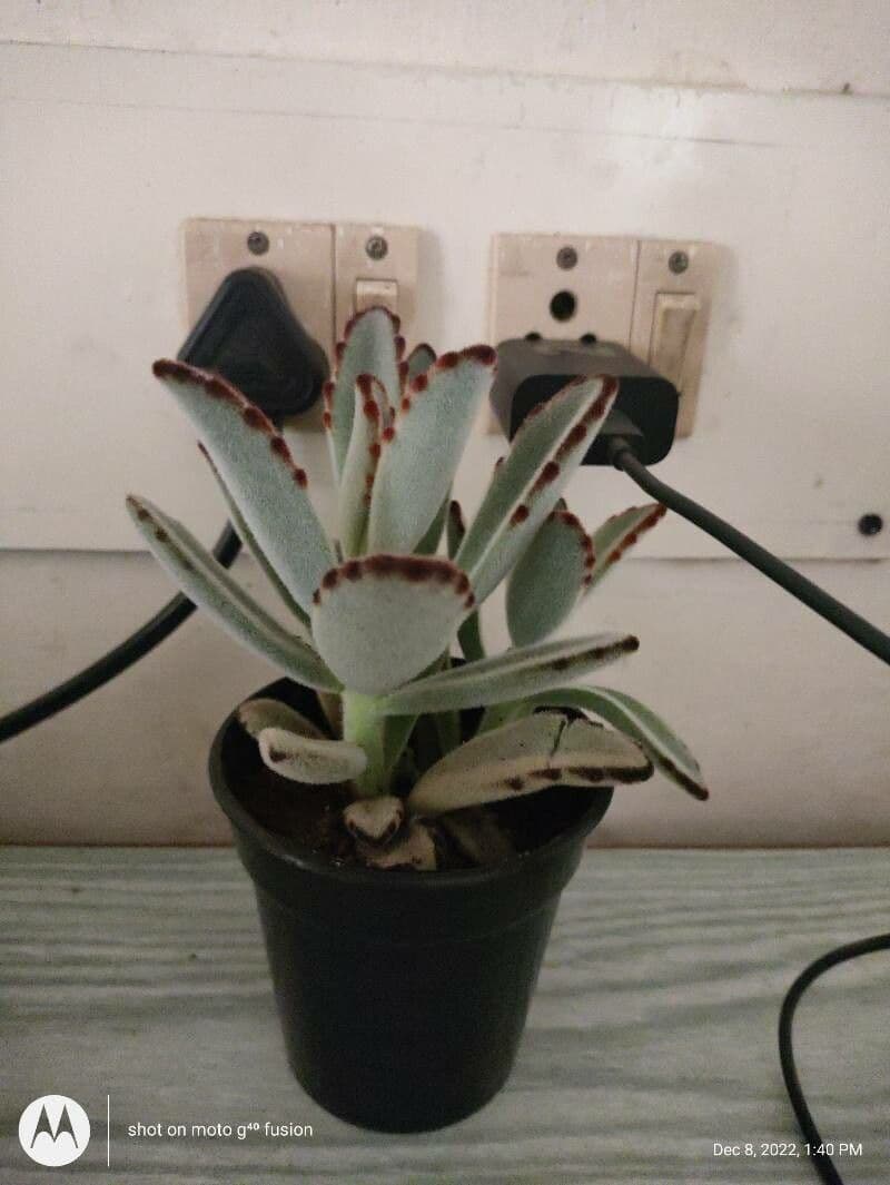Pianta panda 4