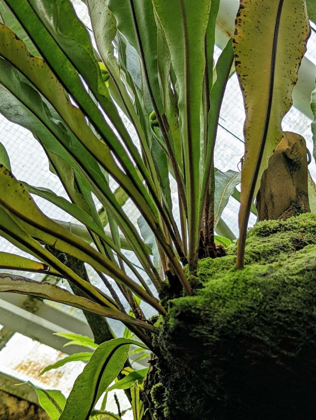 Elaphoglossum 4
