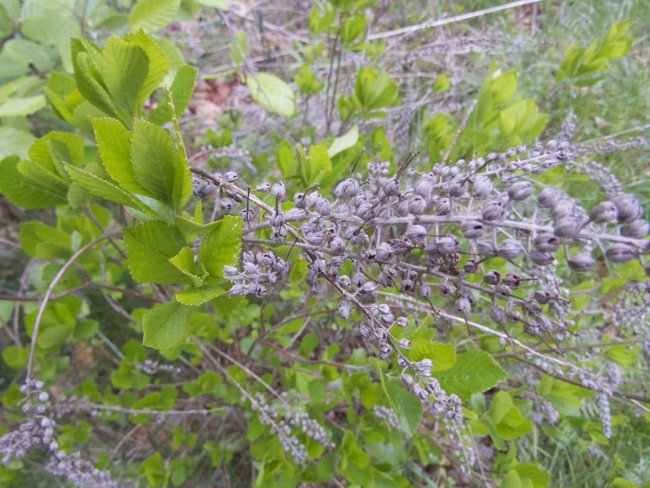 Oxydendrum 11