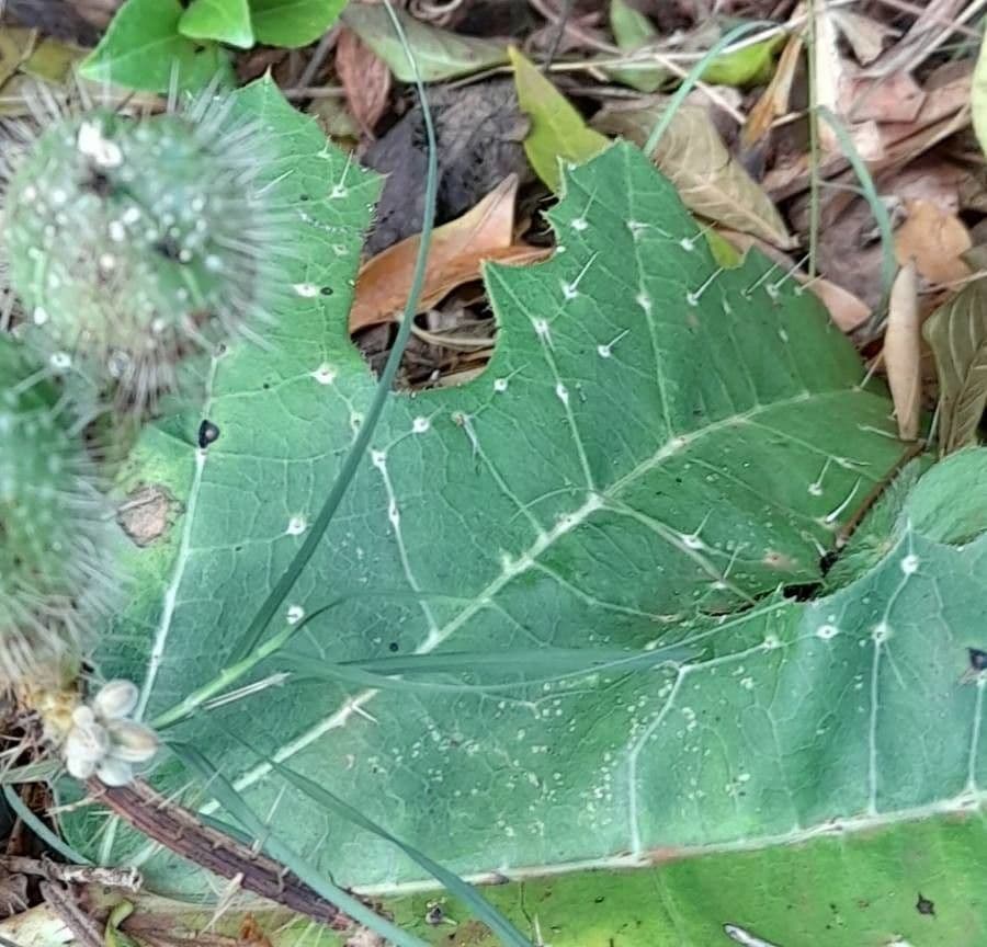 Ortica maculata 2