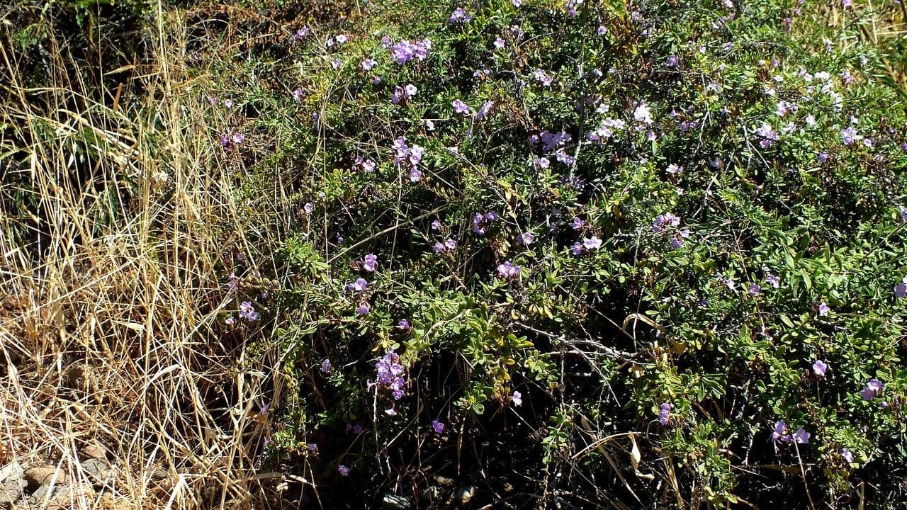 Campylanthus 10