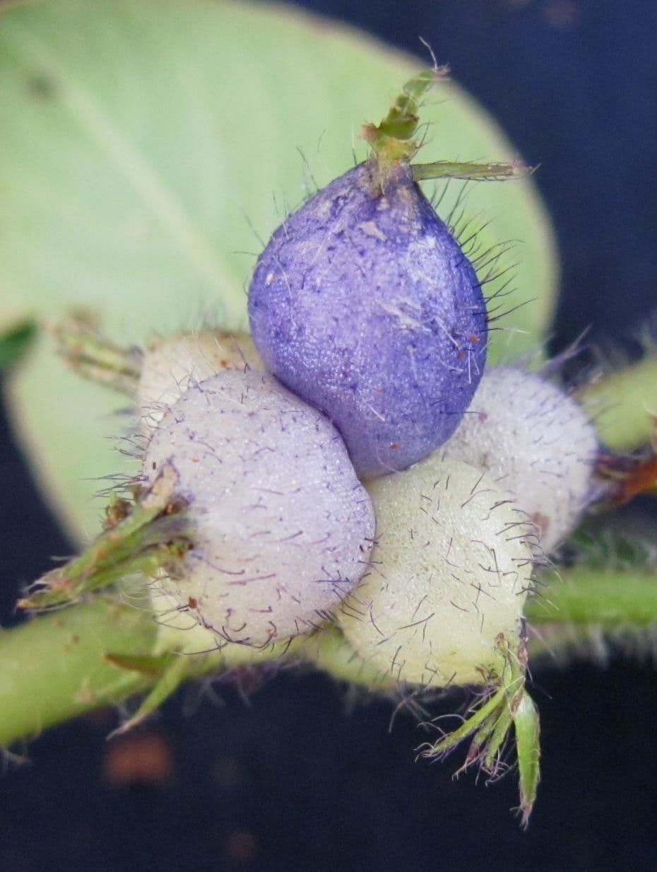 Coccocypselum 4
