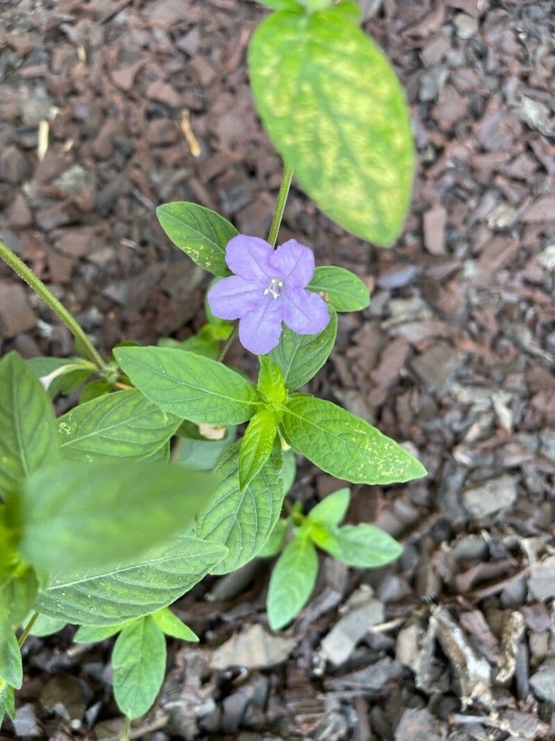 Ruellia occidentalis