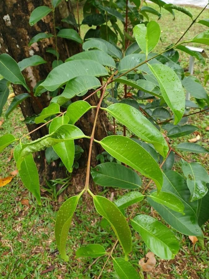 Syzygium 3