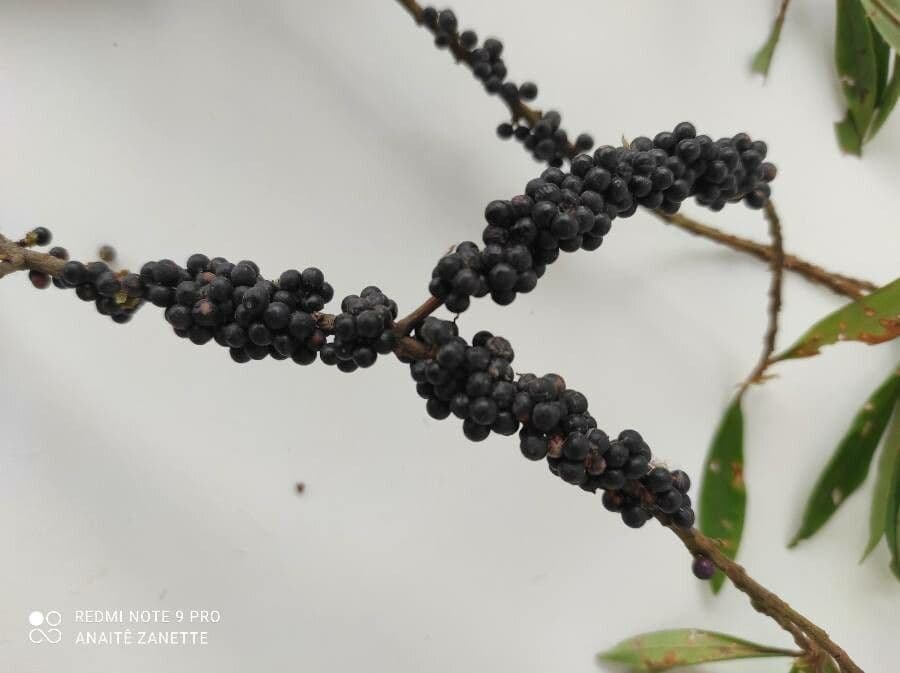 Myrsine coriacea 4