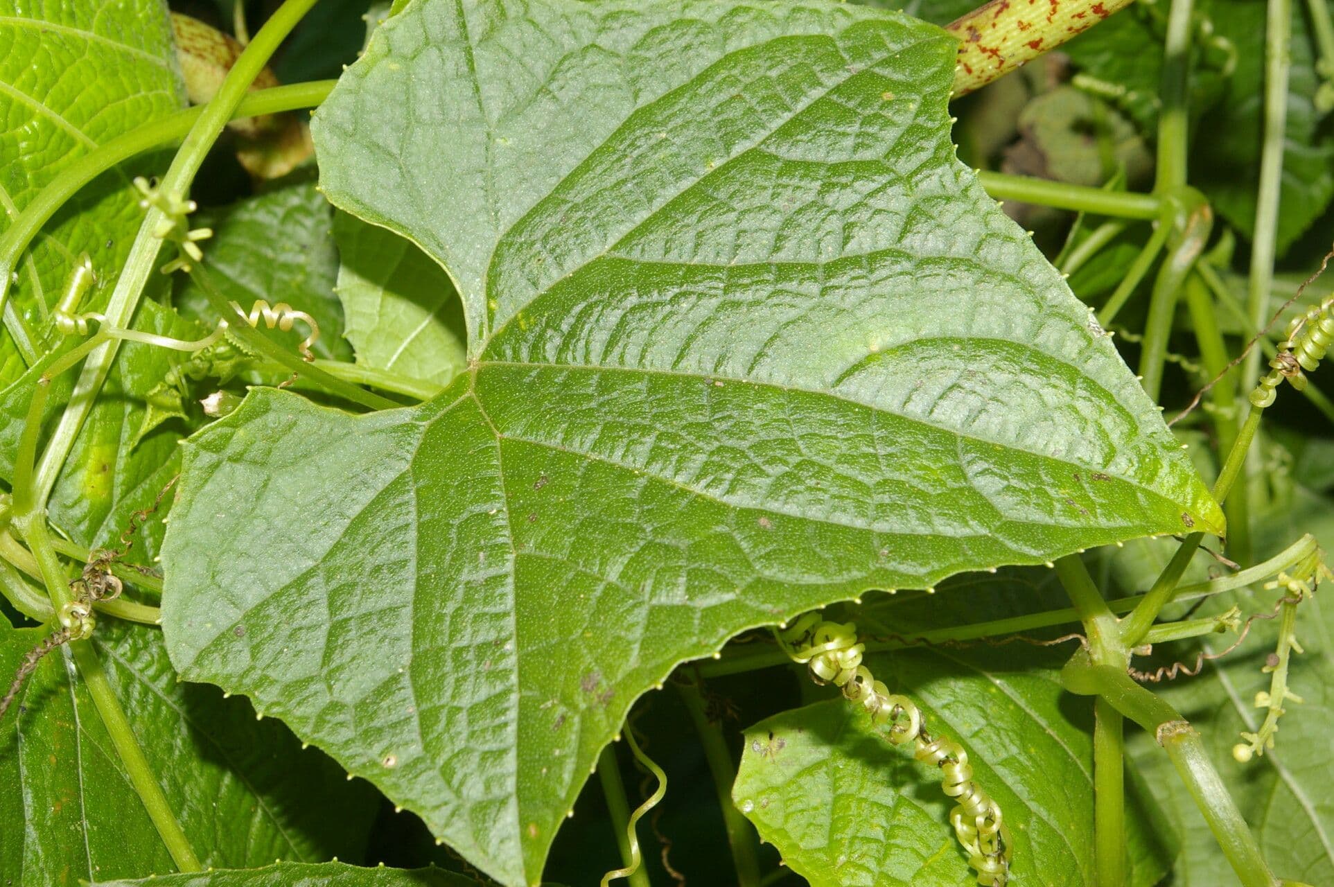 Echinopepon 8