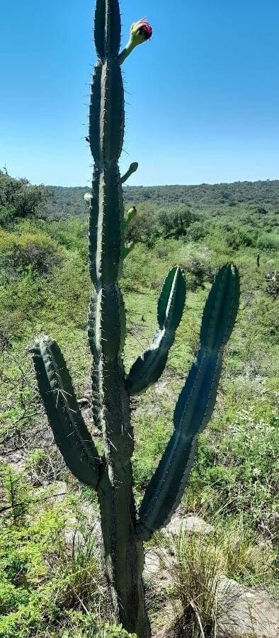 Cactus 7