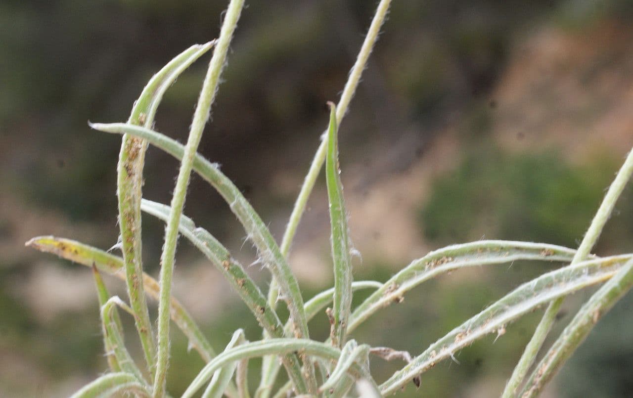 Piantaggine bianca 20