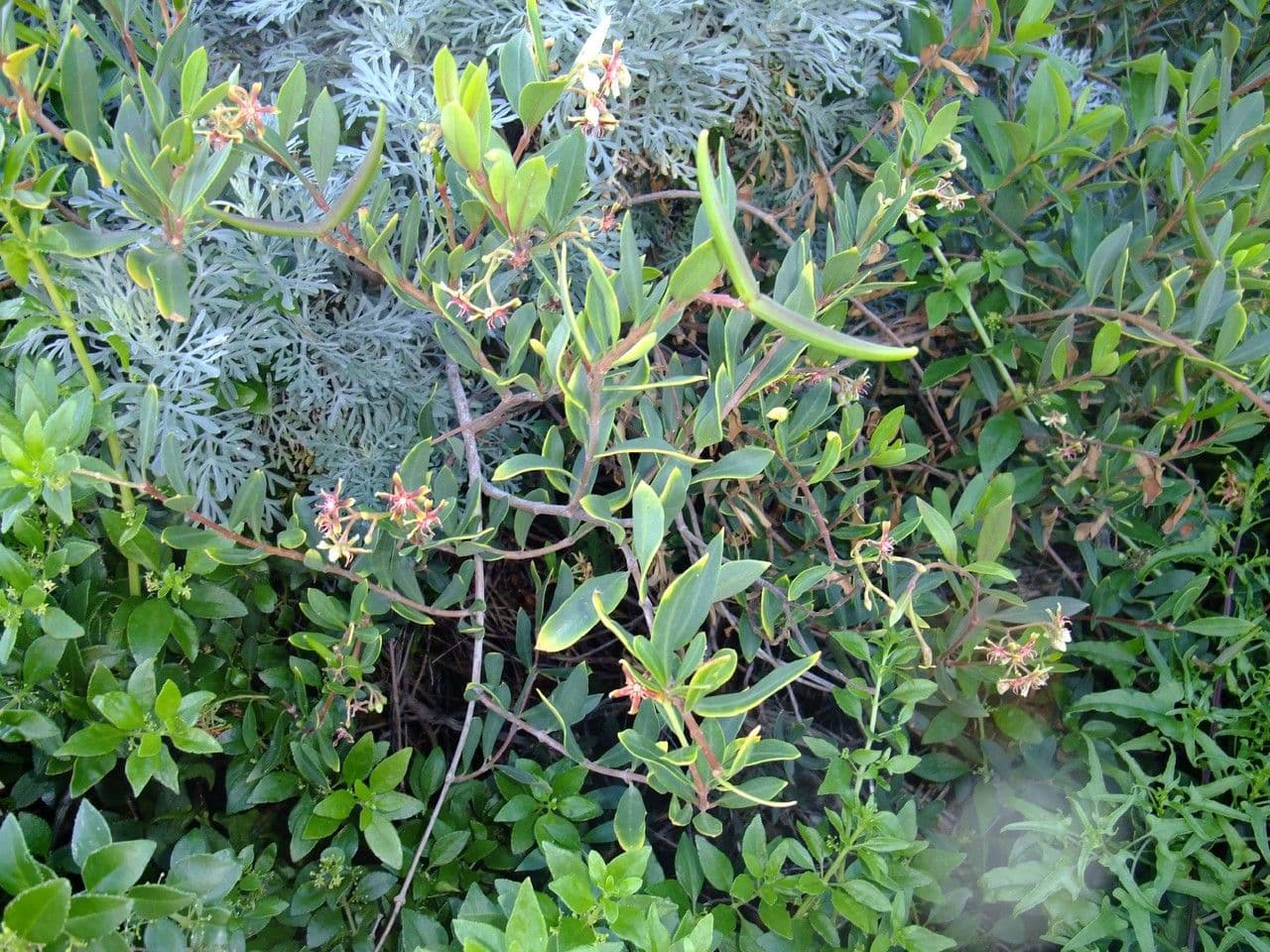 Periploca laevigata 14