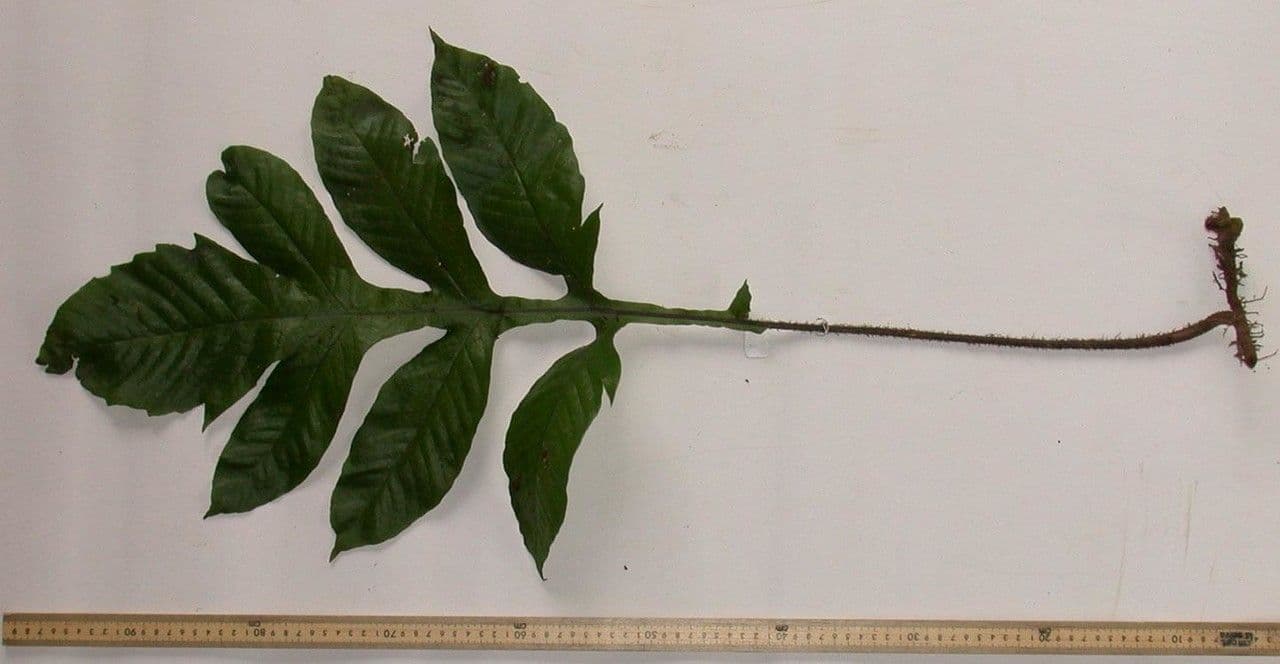 Hypoderris 11