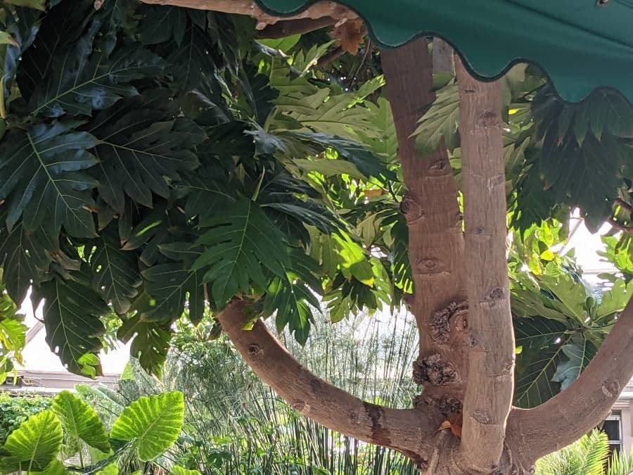 Albero del pane 25
