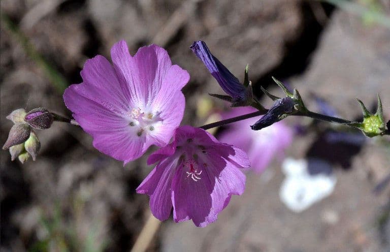 Sidalcea multifida