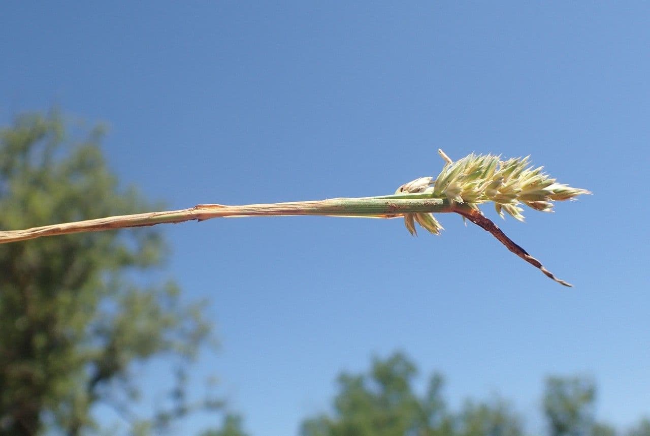 Fienarola compressa 7
