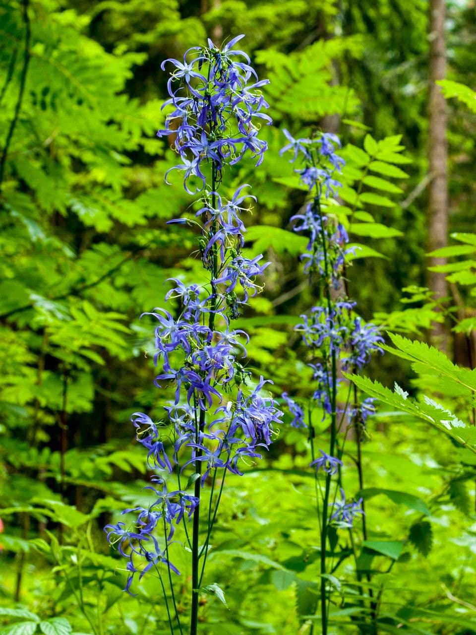 Campanula