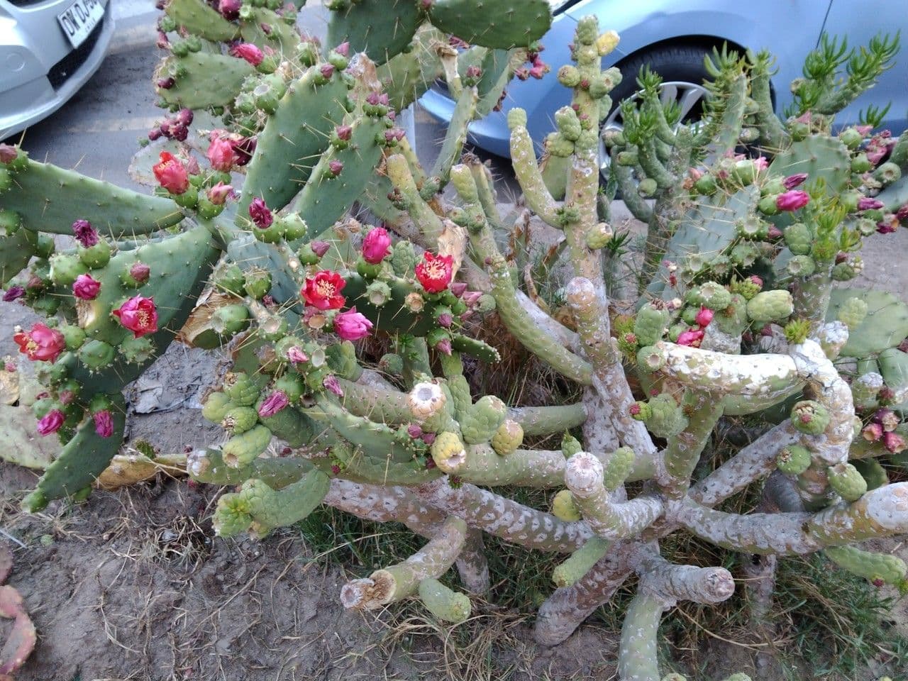 Erect prickly-pear 18