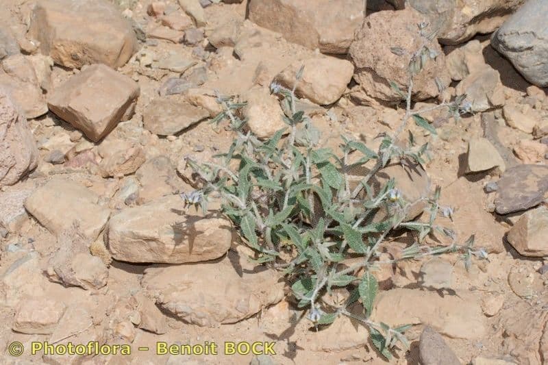 Trichodesma 7