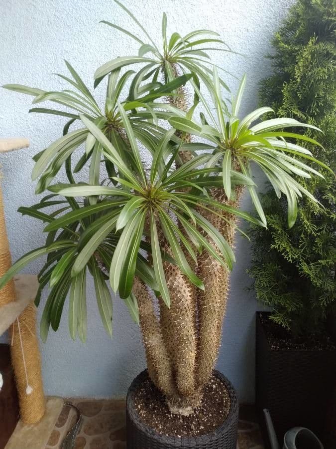 Madagaskar-Palme 8