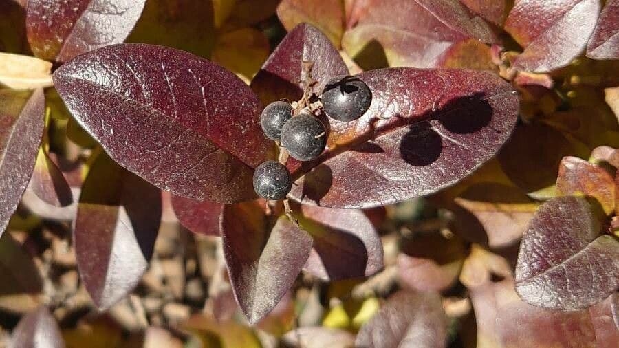 Loropetalum cinese 5