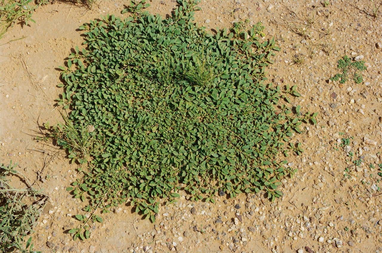 Corchorus 9